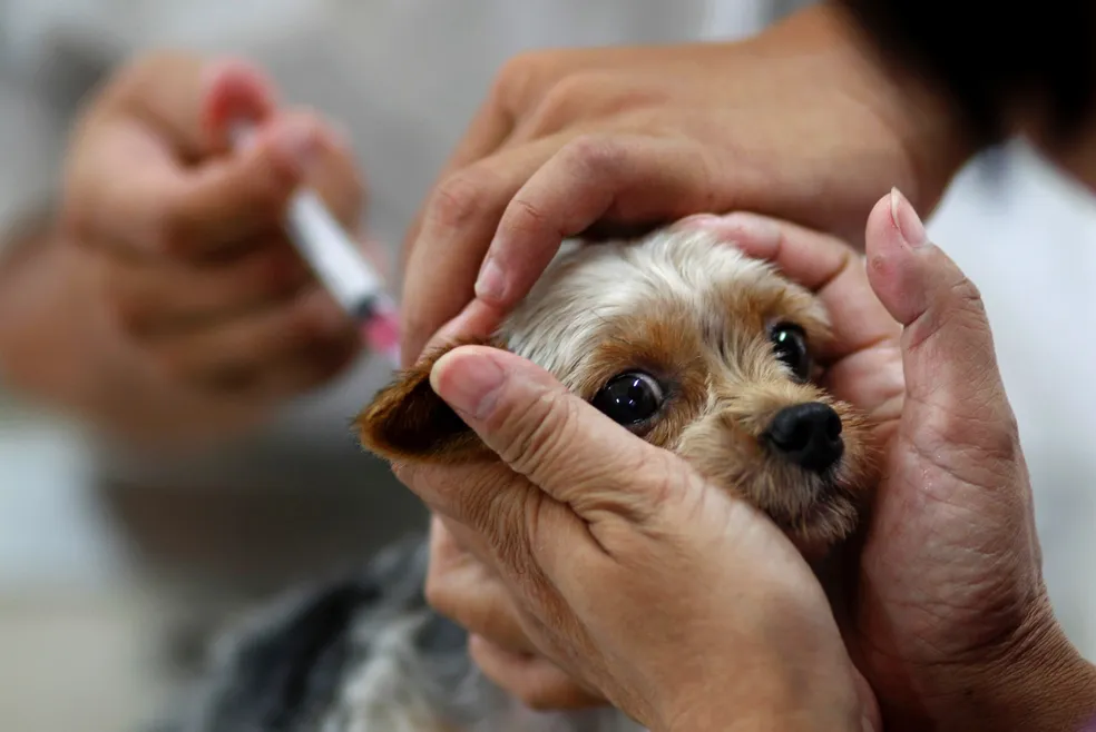 Japira realiza vacinação antirrábica gratuita para cães e gatos na quinta-feira